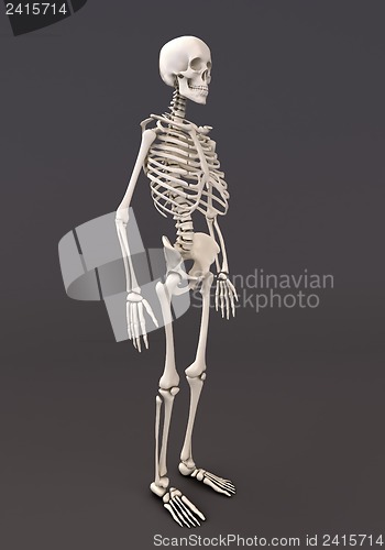 Image of Skeleton of a gray background