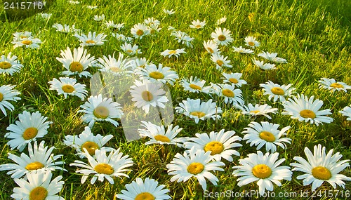 Image of White daisies