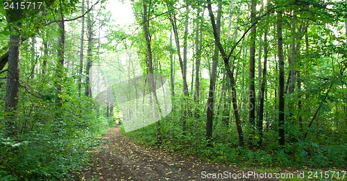 Image of Forest landscape