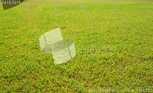 Image of Green grass