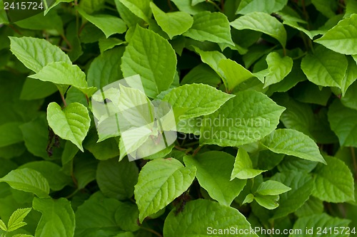 Image of Green fresh leaves