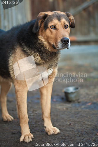 Image of Large guard dog