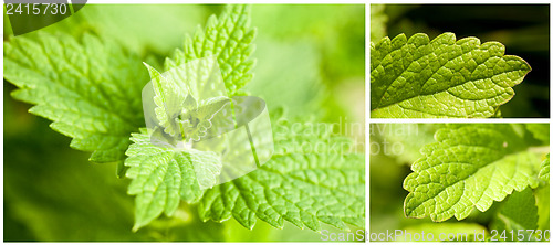 Image of Mint leaves