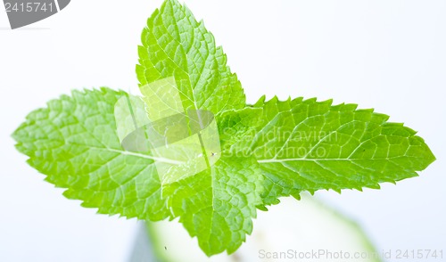 Image of Fresh mint leaves