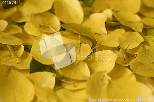 Image of Yellow autumn leaves
