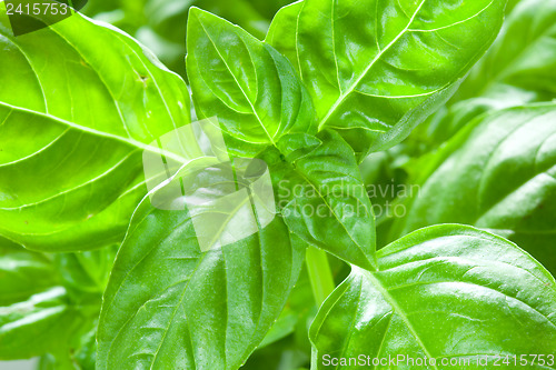 Image of Basil leaves