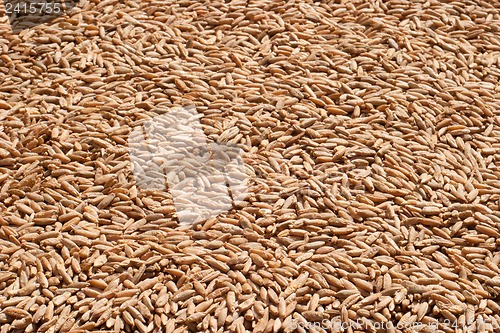 Image of Rye grain closeup