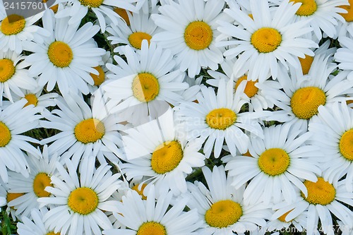 Image of White daisies