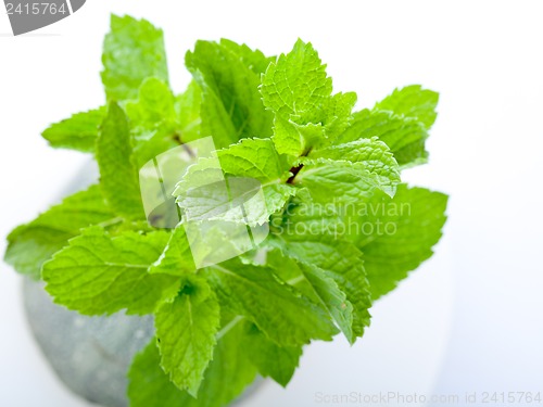 Image of Fresh mint leaves