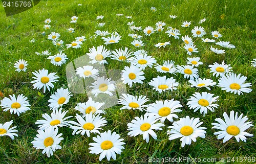 Image of Large white daisies