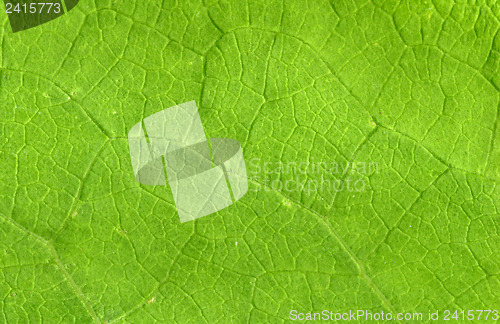 Image of Leaf veins close up