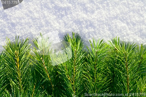 Image of Winter forest background