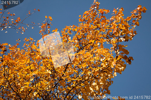 Image of Color burst of autumn foliage