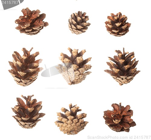 Image of Set of pine cones