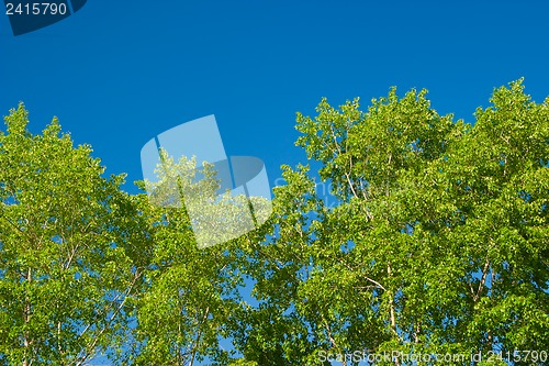 Image of Foliage against the sky