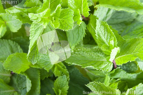 Image of Fresh mint leaves