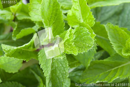 Image of Fresh mint leaves