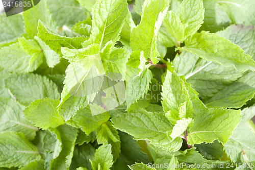 Image of Mint leaves closeup