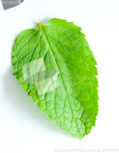 Image of Fresh mint leaves