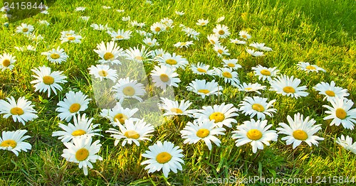 Image of White daisies