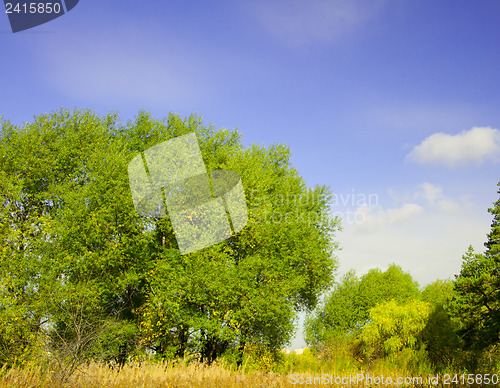 Image of Summer landscape