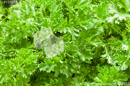 Image of Parsley