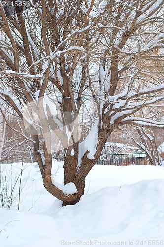 Image of Tree covered with snow