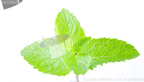 Image of Fresh mint leaves