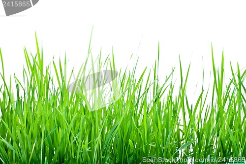 Image of Stalks of green grass