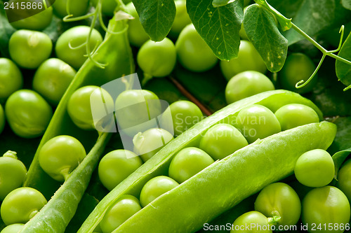 Image of Green peas in the pod