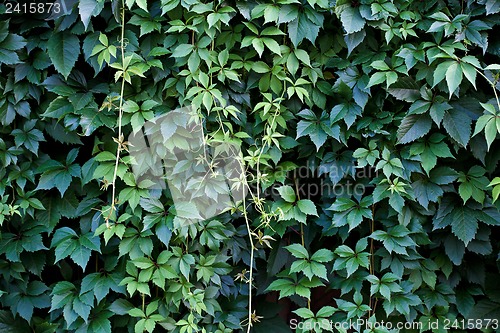 Image of Hedgerow