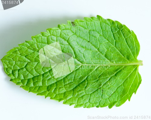 Image of Fresh mint leaves