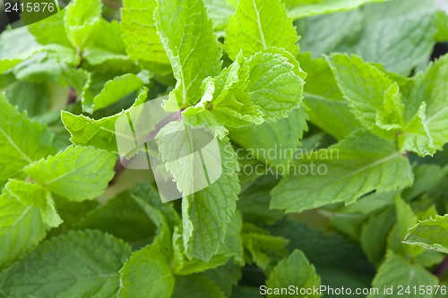 Image of Fresh mint leaves