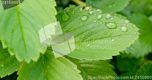 Image of Strawberry leaves