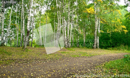 Image of Forest landscape