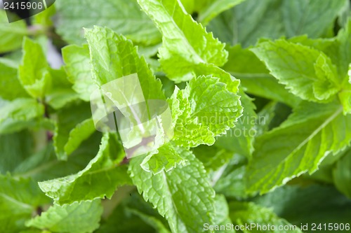 Image of Fresh mint leaves