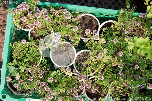 Image of Boxes with seedlings