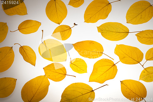 Image of Yellow autumn leaves