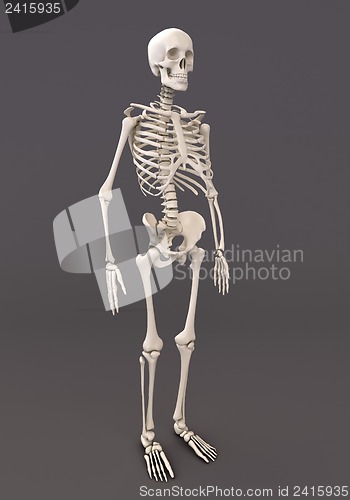 Image of Skeleton of a gray background