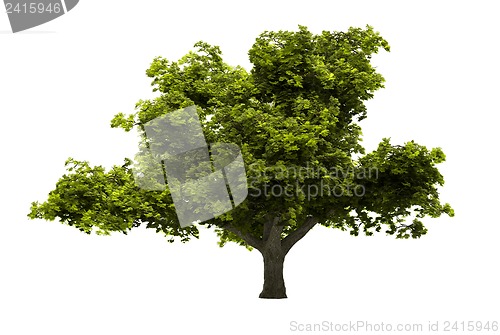 Image of Tree isolated