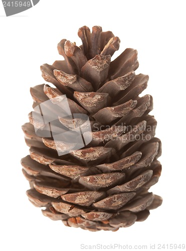 Image of Pine cone