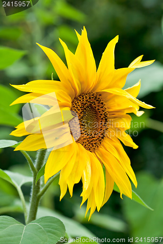 Image of Blooming sunflower