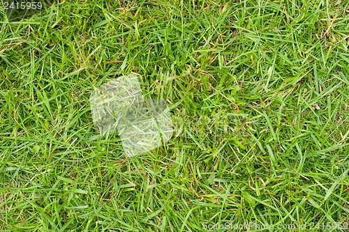 Image of Grass texture