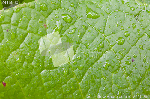 Image of Green Leaf