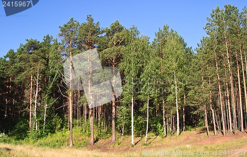 Image of Summer landscape