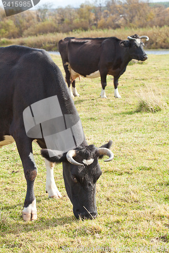 Image of Dairy cows