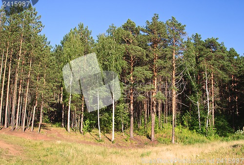 Image of Summer landscape