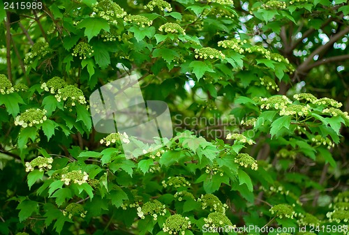 Image of Flowering viburnum