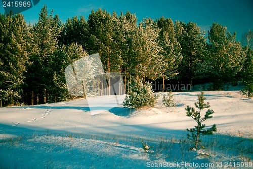 Image of Winter landscape