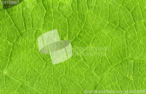 Image of Leaf veins close up